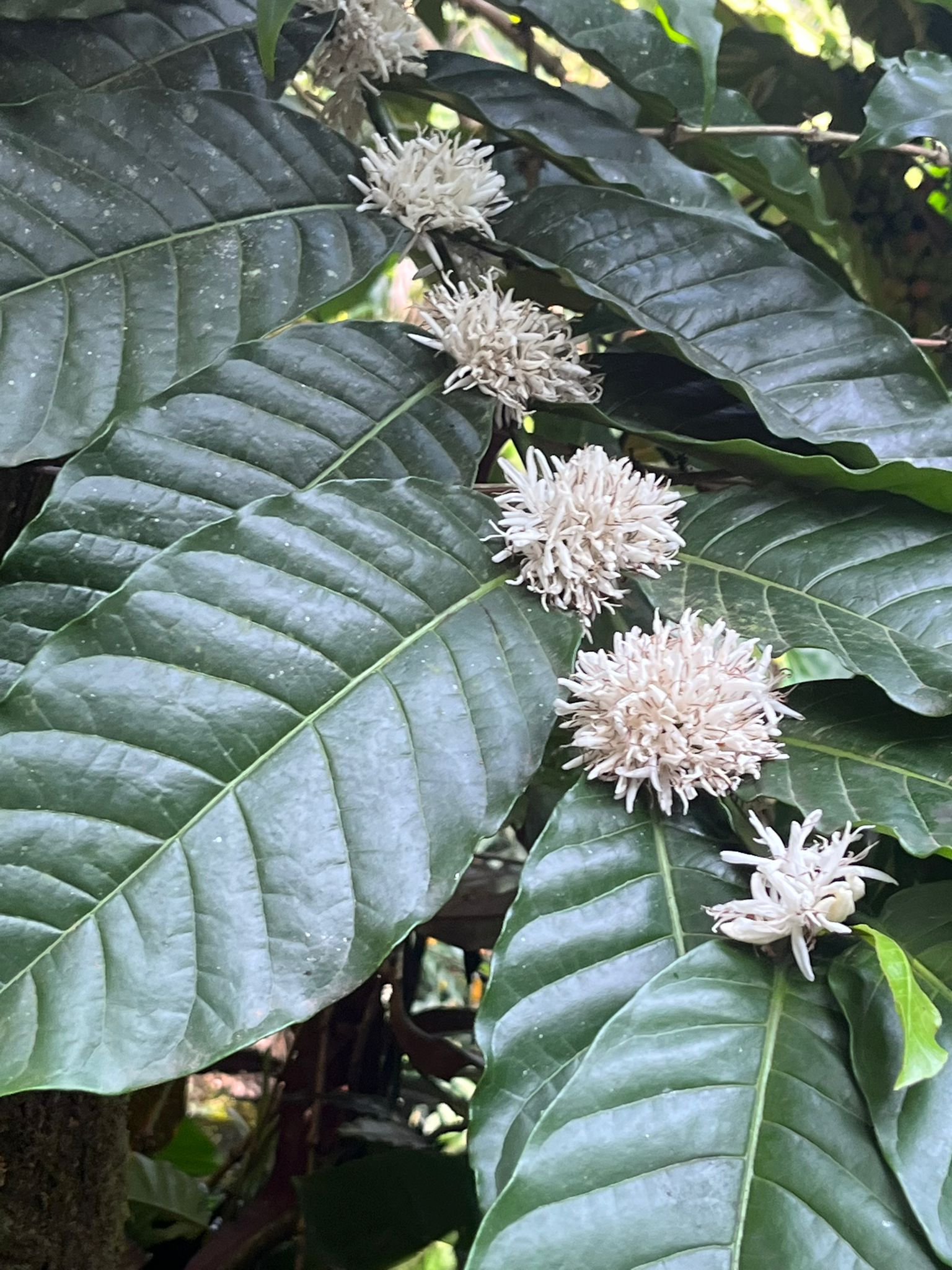 Green leaves and white flowers